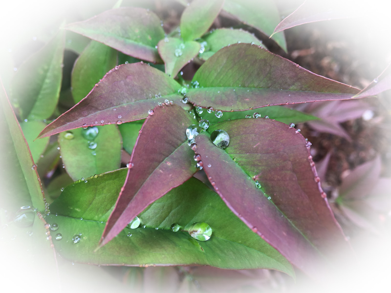 PFC free - droplets of rain on tree leafs show how Nature creates hydrophobic surfaces.